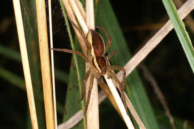 Dolomedes_fimbriatus_D8307_Z_90_Les Gris_Frankrijk.jpg